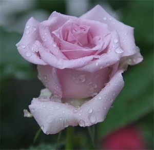 Guangdong Fresh Cut Rose Directamente Farm Root Roses Flower Growers Suministro directo Natural Touch Día de San Valentín Acción de Gracias - Product Image 4