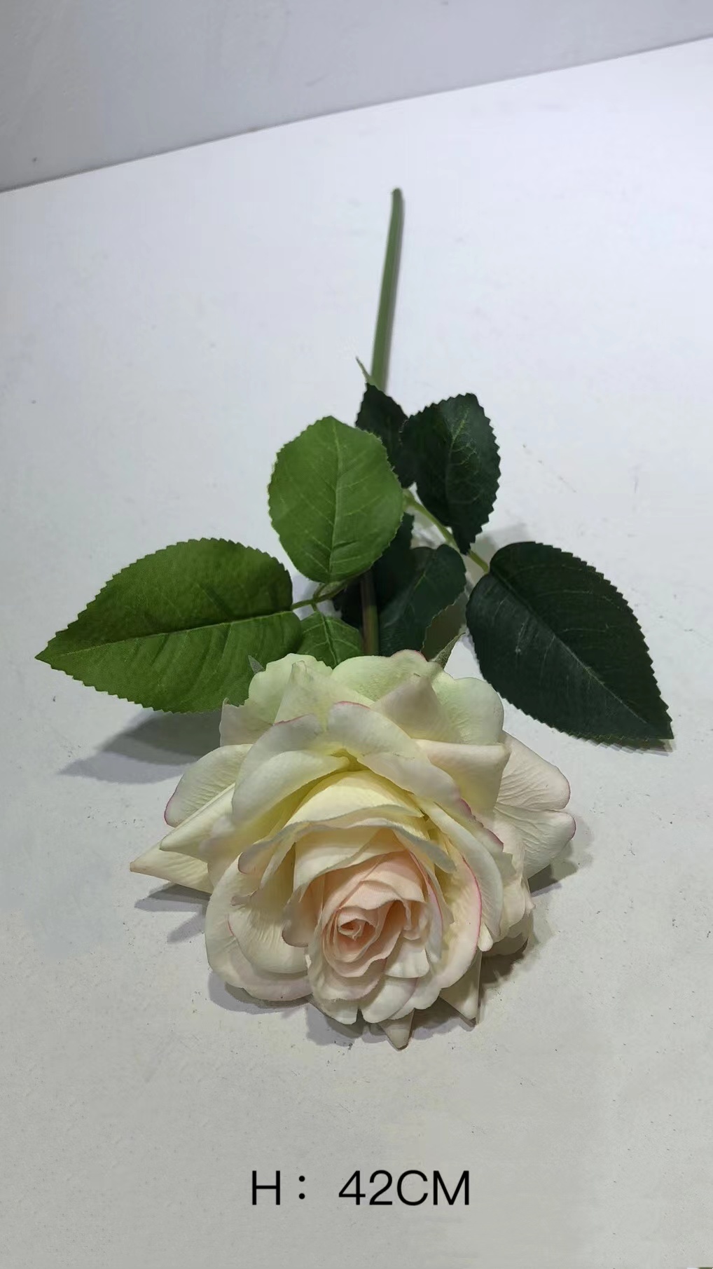 Rosa#3