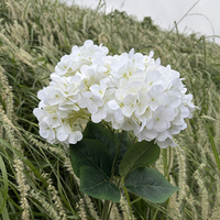 5 Branches de fleurs artificielles d'hortensia blanches de 48 cm de longueur avec feuilles pour la décoration d'événements, de fêtes, de mariages et de locations.