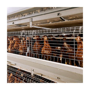 Satılık tavuk çiftliği ekipmanları için yüksek kaliteli hayvan kafesi Pullet tabakası tavuk kafesi - Product Image 5