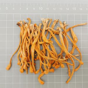 Cordyceps/cordyceps Sinensiscordycep <span class=keywords><strong>Extract</strong></span> cogumelo flor cordyceps Militaris de alta qualidade - Product Image 2