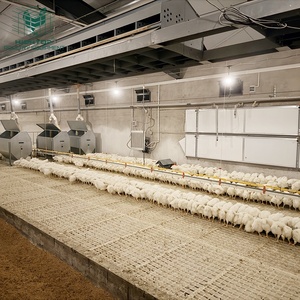 Sistema di allevamento a pavimento per pollame da carne senza gabbie con attrezzature automatiche per l'alimentazione <span class=keywords><strong>e</strong></span> l'abbeveraggio a prezzo di fabbrica - Product Image 2