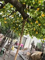 Grand Arbre Artificiel Grand Faux Arbre Géant Citronnier Décorations pour Hôtels Restaurants Extérieurs UV