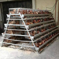 Cage à poules industrielle à 4 niveaux de type A galvanisée à chaud