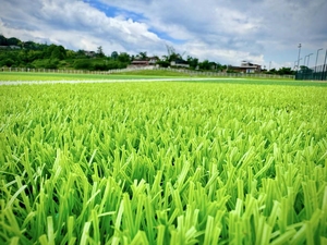 Nhà máy cung cấp tự nhiên tìm kiếm sử dụng Cỏ nhân tạo tổng hợp <span class=keywords><strong>Turf</strong></span> cho sân bóng đá - Product Image 5