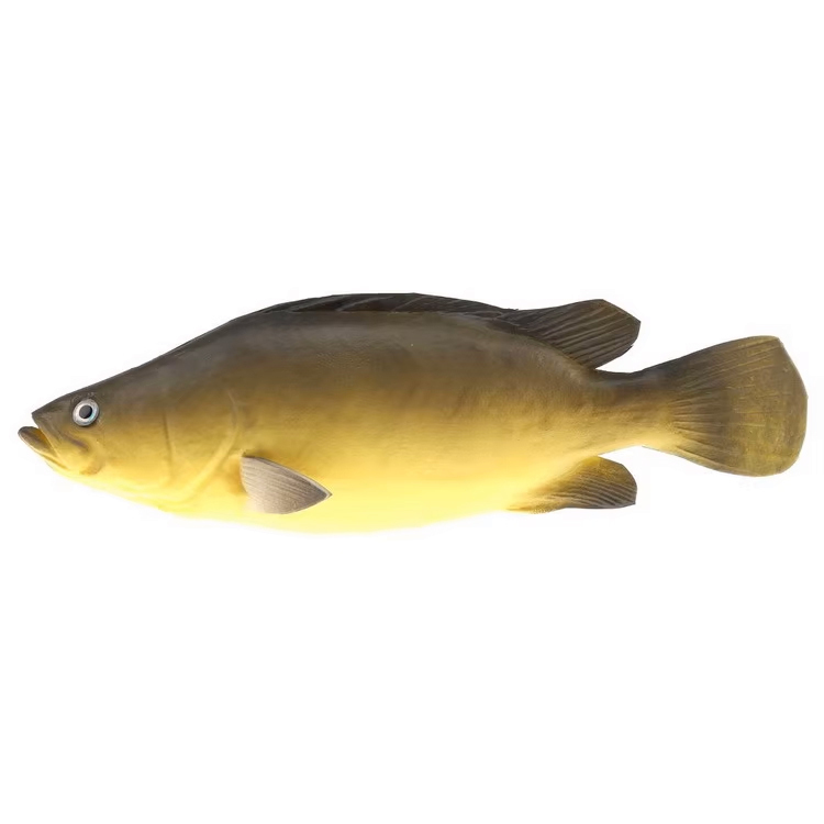 Yellow Fish