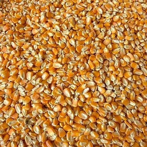 Maíz Amarillo de Primera Calidad para Avicultura, Producción de Alimentos para Animales y Alimentos Saludables Disponible para la Venta - Product Image 5