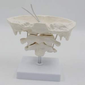 <span class=keywords><strong>Model</strong></span> tulang <span class=keywords><strong>Occipital</strong></span> manusia, <span class=keywords><strong>Model</strong></span> pengajaran tulang <span class=keywords><strong>Occipital</strong></span> dengan vertebra pembesaran 1,5 x <span class=keywords><strong>Model</strong></span> tulang <span class=keywords><strong>Occipital</strong></span> penggunaan medis - Product Image 2