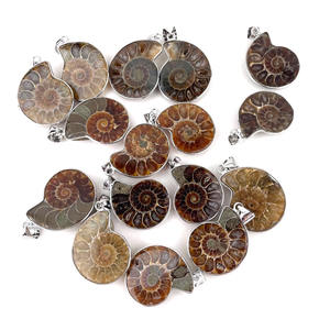 थोक प्राकृतिक शंकु जीवाश्म टुकड़ा इंद्रधनुष एमोनाइट जीवाश्म नमूना आकर्षक हार के लिए - Product Image 4