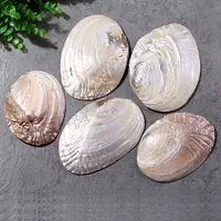 ISEVIAN - Polished Abalone Shell for Home Decoration