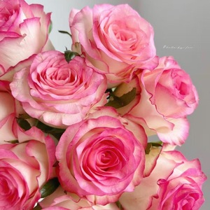 Ramo de Rosas Artificiales Elsa Rose, Flores de Seda para Decoración de Bodas, Arreglo Floral para Mesa, Ramo de Novia, Material para Manualidades - Product Image 1