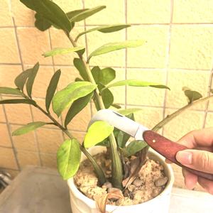 Cuchillo de Jardinería para Injertos, Cuchillo Multiusos de Bolsillo para Podar Plantas, Árboles Frutales y Florales - Product Image 6