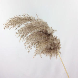 Decoración de festival de boda de bosque nórdico, flores esponjosas secas de <span class=keywords><strong>café</strong></span>, adornos retro, hierba natural grande pampas - Product Image 2