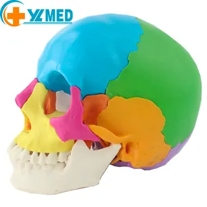 जीवन आकार मानव कंकाल मानव शरीर रचना विज्ञान रंगीन इकट्ठे 15 भागों चिकित्सा खोपड़ी मॉडल
