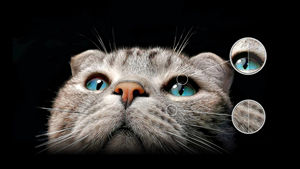 Global <span class=keywords><strong>TCL</strong></span> TV 98C955 Premium qd-mini LED 2000nits 4K Google TV 2000 + zona peredupan lokal 144hz - Product Image 5