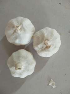 Aglio fresco nuovo raccolto normale bianco e puro bianco fornitura dalla fabbrica di aglio cina con aglio di alta qualità - Product Image 5