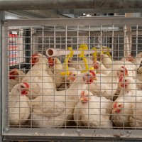 Cage à poulets de chair de type H, galvanisée à chaud, 3/4 niveaux, 2 portes, équipement de batterie, conception dimensionnelle pour l'élevage avicole en ferme