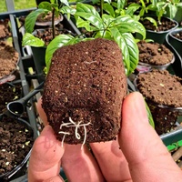 Plateau de 128 alvéoles en fibre de coco, 5120 pastilles de coco pour la germination des semences et la culture hydroponique en pépinière