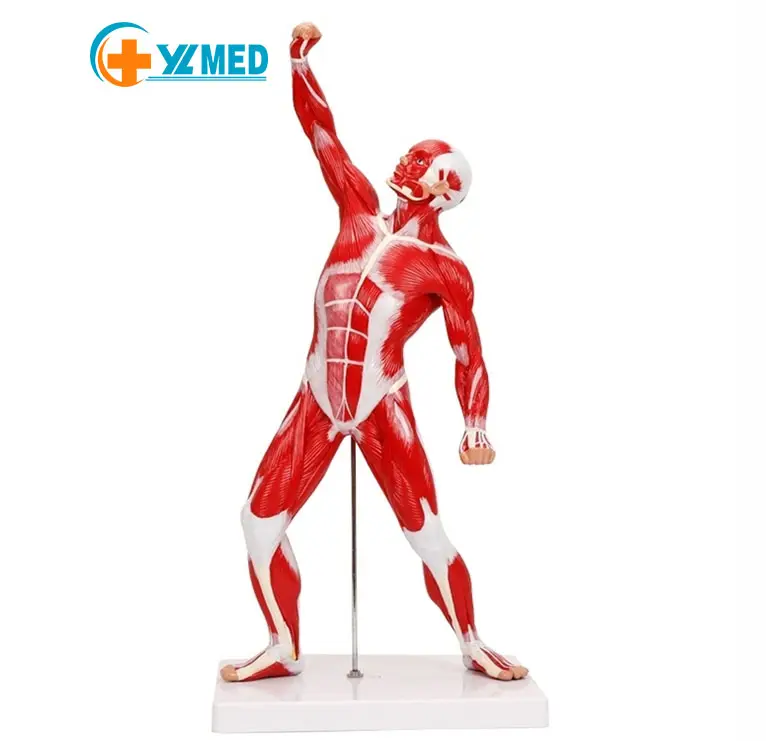 Usine offre spéciale ressources d'enseignement de la science médicale modèle de muscle de sport humain 50CM 1/4 de la taille naturelle matériau PVC