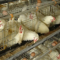 Cage à poulets en batterie de type H entièrement automatisée avec système de nettoyage automatique du fumier
