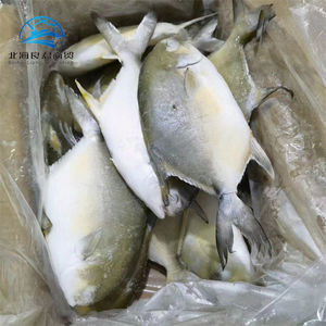 Venda por atacado de peixes de Pompano dourados congelados de boa qualidade, preço de fábrica na China, peixes Pomfret - Product Image 6