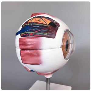Oftalmik struktur Model bola mata manusia perbesaran 6 kali visi mengajar optometri mata anatomi medis - Product Image 5