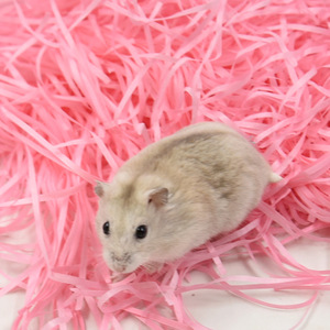 Cama para Hámster Ecológica de Papel y Algodón 70g, Suministros para Animales Pequeños, Forma Espiral - Product Image 1