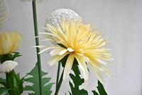 Fleur de pissenlit géante en papier blanc faite à la main N461 pour la décoration murale de mariage et de fête, pour la vitrine, ensemble de fête