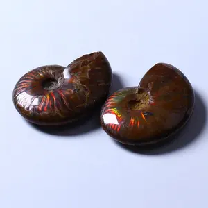 Concha de ammonite para homens, concha de fossil polido para cura