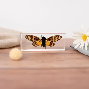 Campione incorporato di insegnamento di alta qualità Mantis Resin Insect Block crystal real animal esemplare display per il campione animale del museo