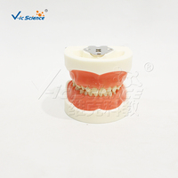 Modelo Dental Decíduo de 24 Dientes con Encías Blandas y Articulador FE para Entrenamiento en Odontología Pediátrica, con Certificaciones CE, ISO, ROHS y CNAS