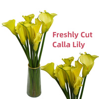 Lys Calla de Qualité Export, Frais, Directement de la Ferme du Yunnan, Longue Durée de Vie en Vase pour Grossistes Fleuristes sur le Marché Mondial