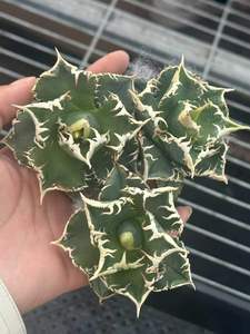 Planta Verde de Interior Popular, Planta Suculenta - Agave Titanota Espino Blanco, Planta en Maceta Cuidadosamente Cultivada, Fabricante MIN HUI - Product Image 3