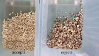 Trieuse de noix par couleur : machine de séparation pour noix de cajou, noisettes, pistaches et pignons de pin