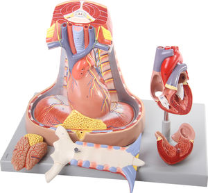 Model Anatomi Tubuh Manusia 3D Lanjutan dengan Struktur Detail untuk Ilmu Kedokteran - Product Image 1
