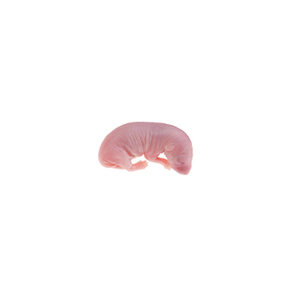 Souris entières séchées pour l'alimentation des oiseaux de compagnie et des rapaces : hiboux, faucons, oiseaux de proie - Product Image 1