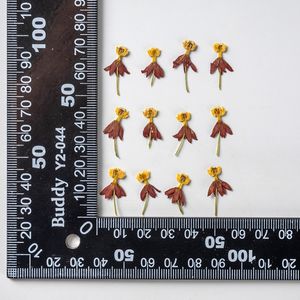 Especímenes de flores naturales reales prensadas secas Codariocalyx <span class=keywords><strong>Notorious</strong></span> Plant Flower para graduación o decoraciones del Día de San Valentín - Product Image 6