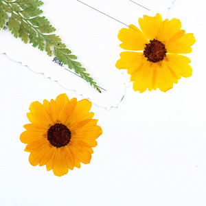 <span class=keywords><strong>Flores</strong></span> Secas Prensadas Reales de Coreopsis Amarilla Mini para Maquillaje Facial, Decoración de Festivales, Resina y Manualidades para Fundas de Teléfono - Product Image 5