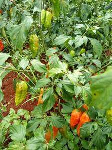 Bhut jolokia مسحوق ، سحق كامل - Product Image 5