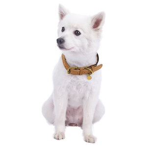 New Trend Genuine Leather Dog <strong>Collar</strong> with Polyester Webbing Pet Neck <strong>Collar</strong> Soft <strong>Buckle</strong> for <strong>Cats</strong> Dogs Supplies - Product Image 5