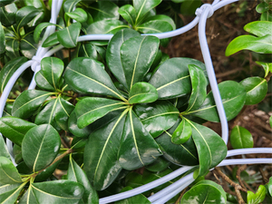 Nhiệm Vụ Nặng Nề Lâu Dài Thủy Canh Phát Triển Lều Scrog <span class=keywords><strong>Net</strong></span> Nhà Máy Hỗ Trợ Lưới Dưa Chuột Lưới - Product Image 2