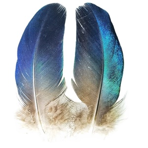 Vendita a buon mercato ali di pavone naturale piccola piuma blu per la festa di carnevale Millinery corpetto decorazione fai da te - Product Image 3