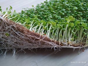 Organic Grow Mediums Jute Pad Hydro ponic Grow Hanffilz für Samen sprossen - Product Image 5