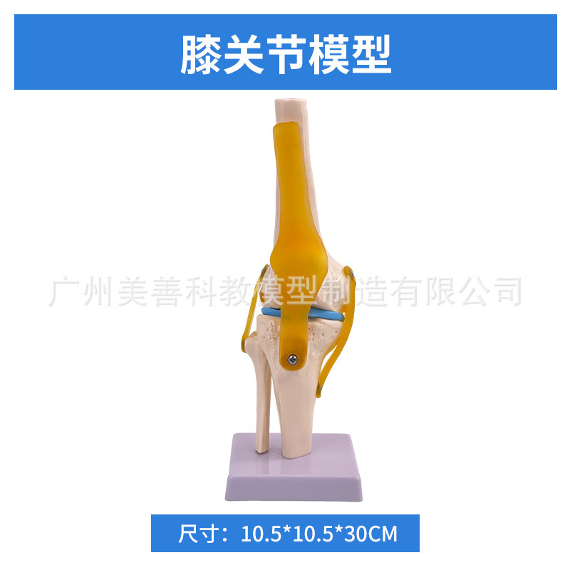 knee joint