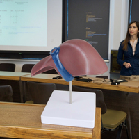 Enseignement médical et outil éducatif Modèle anatomique du foie humain de haute qualité pour l'étude d'anatomie