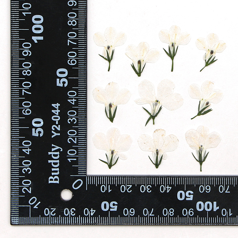 MH99 blanc naturel 12 pcs/sac