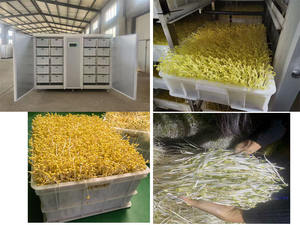 Máquina para hacer brotes de frijol Maquinaria eficiente para procesar productos de frijol para cultivar brotes de frijol - Product Image 2