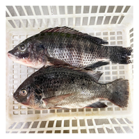 Tilapia entière surgelée de Chine, IQF, en vrac, 10 kg par carton, avec approvisionnement stable