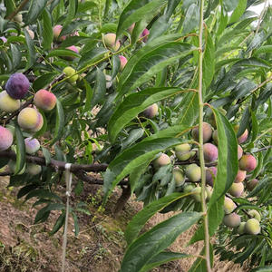 Vendeur d'usine en Chine, pollen de prune, pollinisation artificielle des <span class=keywords><strong>arbres</strong></span> à prune avec du pollen pur, prix de gros - Product Image 3