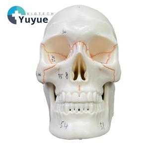 Modello di Cranio Umano a Metà Grandezza Numerato in PVC, Mini Modello di Osso Craniale per Insegnamento Medico, Riferimento per Pittura Artistica, Scheletro Umano - Product Image 1